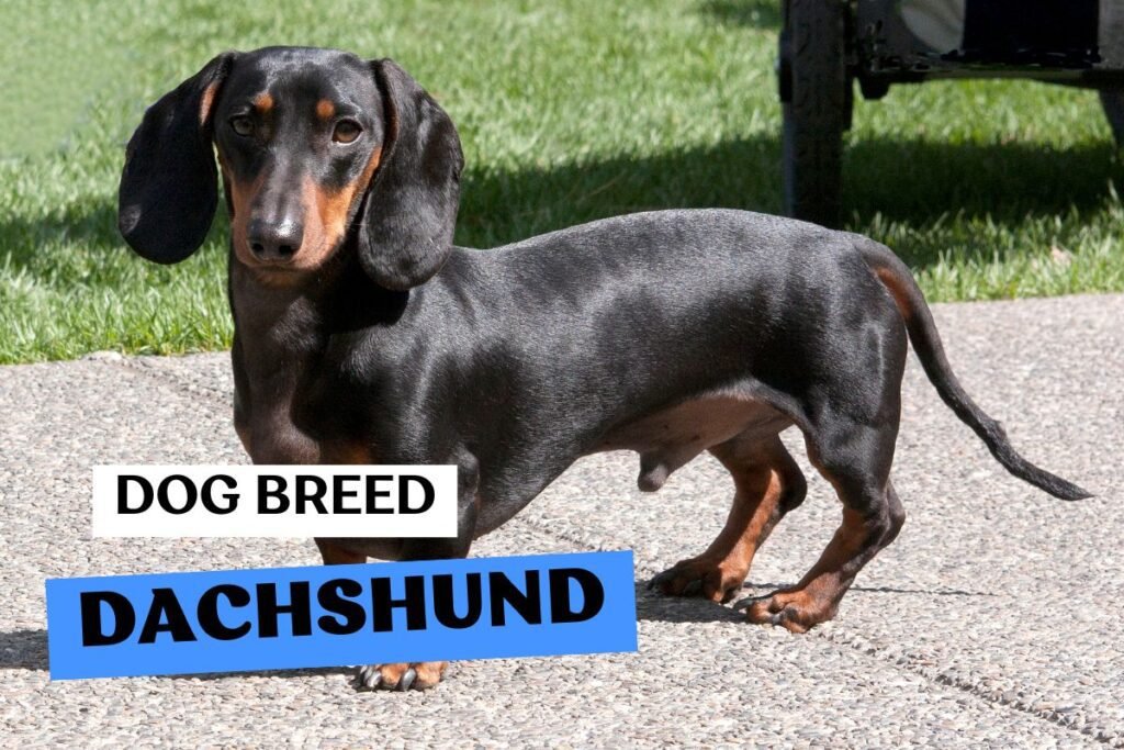 Dog Dachshund