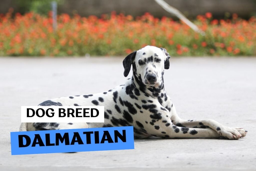 Dog Dalmatian