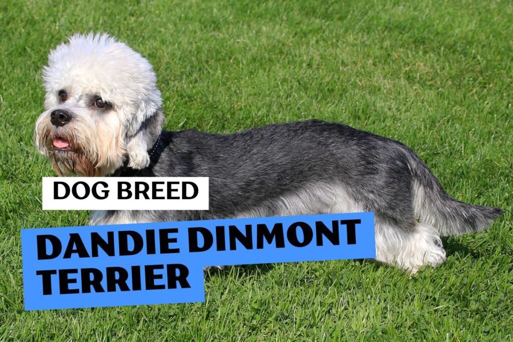 Dog Dandie Dinmont Terrier