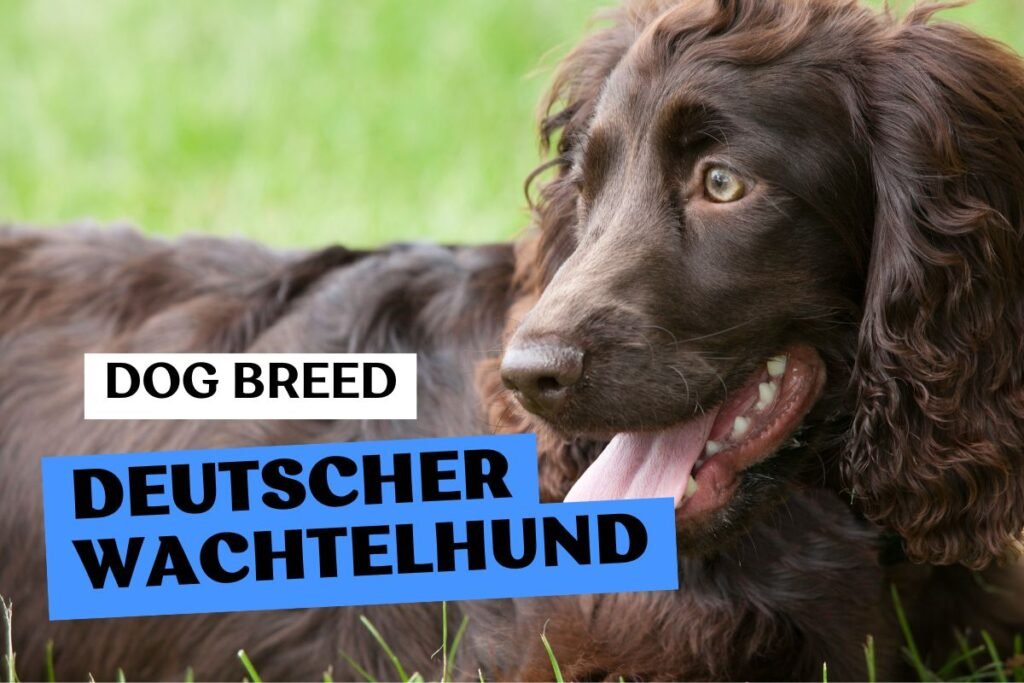 Dog Deutscher Wachtelhund