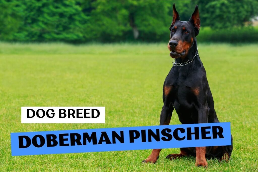 Dog Doberman Pinscher