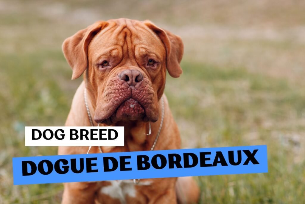 Dog Dogue de Bordeaux