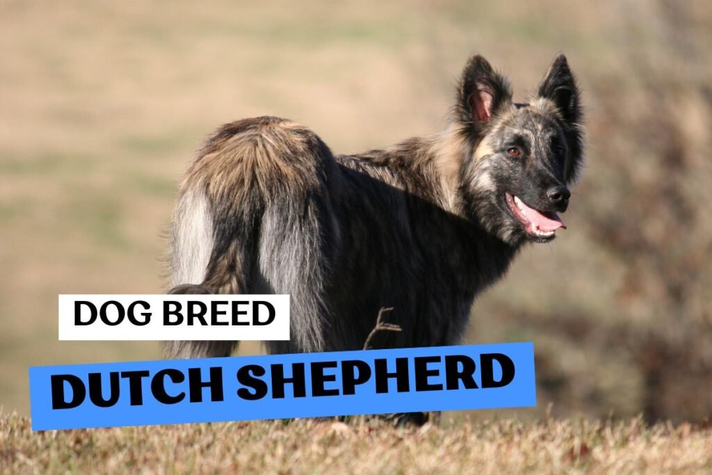 Dog Dutch Shepherd