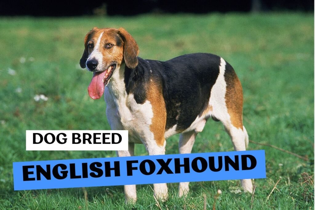 Dog English Foxhound