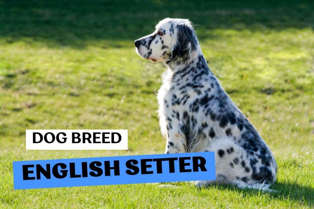 Dog English Setter