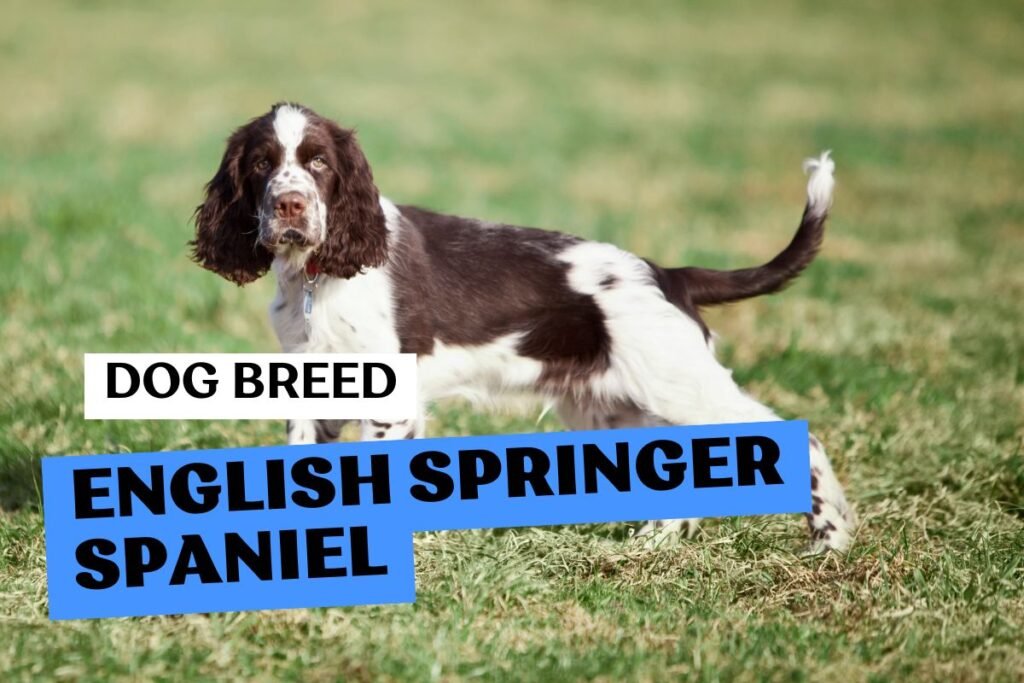Dog English Springer Spaniel