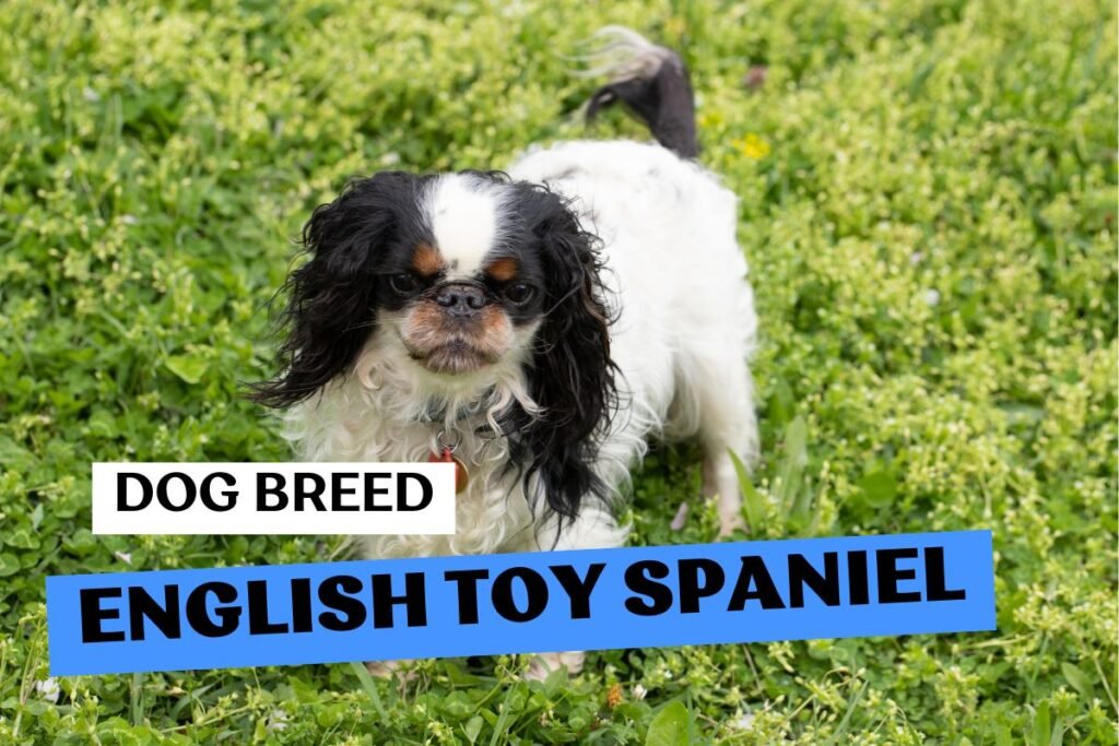 Dog English Toy Spaniel