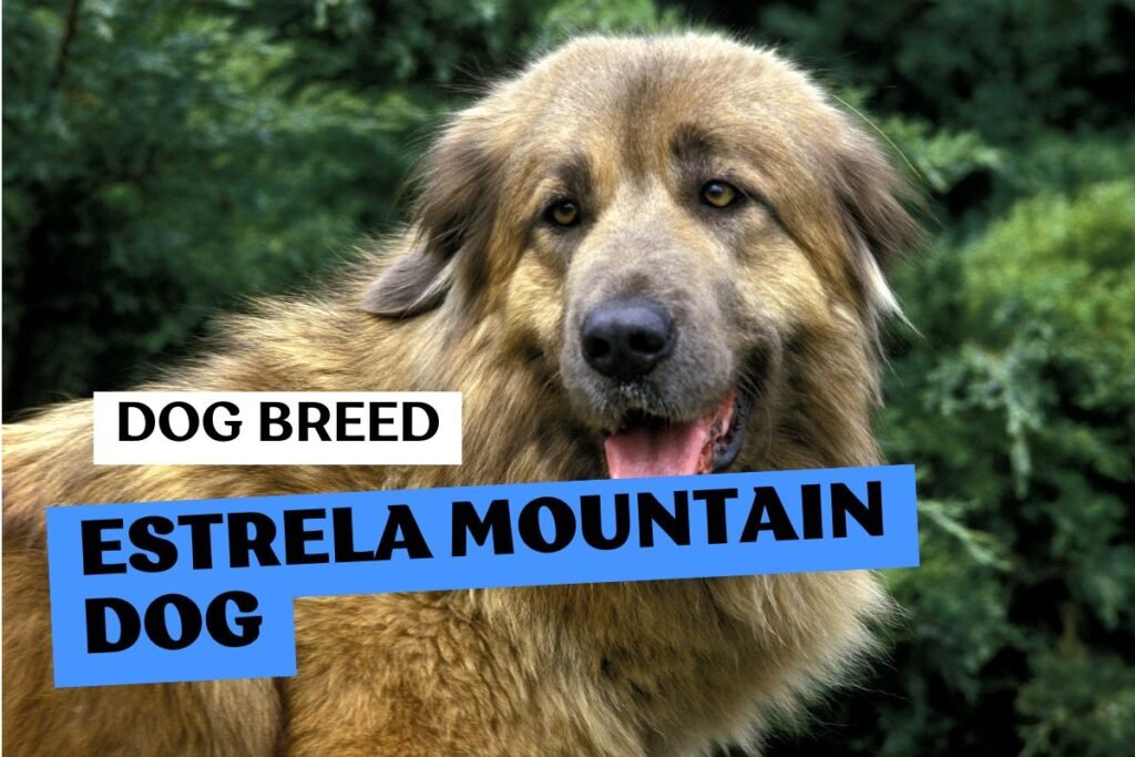 Dog Estrela Mountain Dog