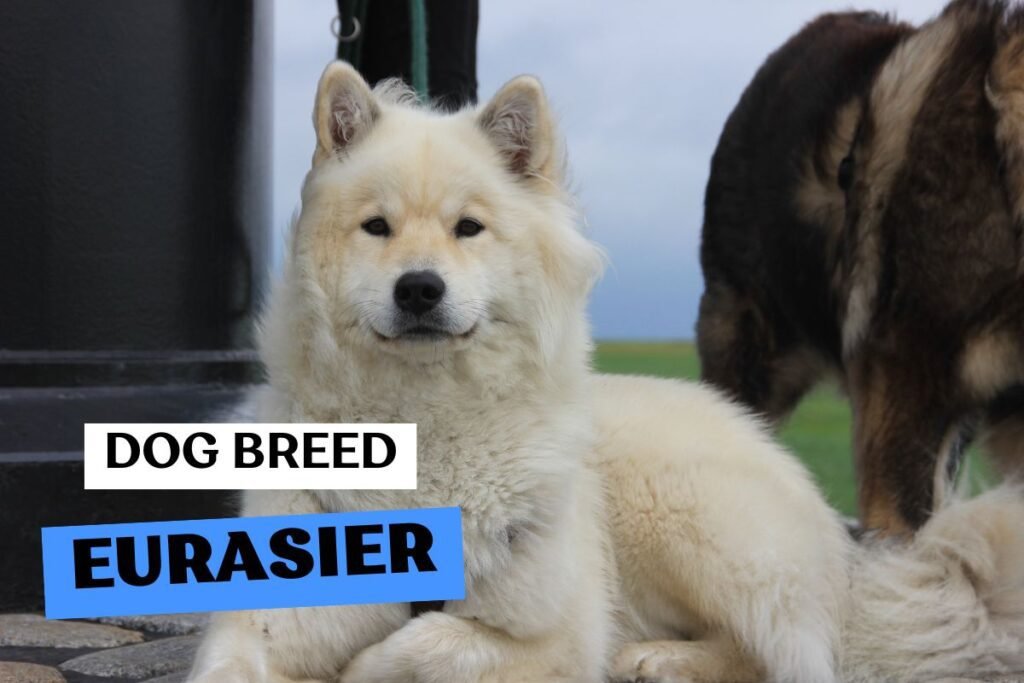 Dog Eurasier