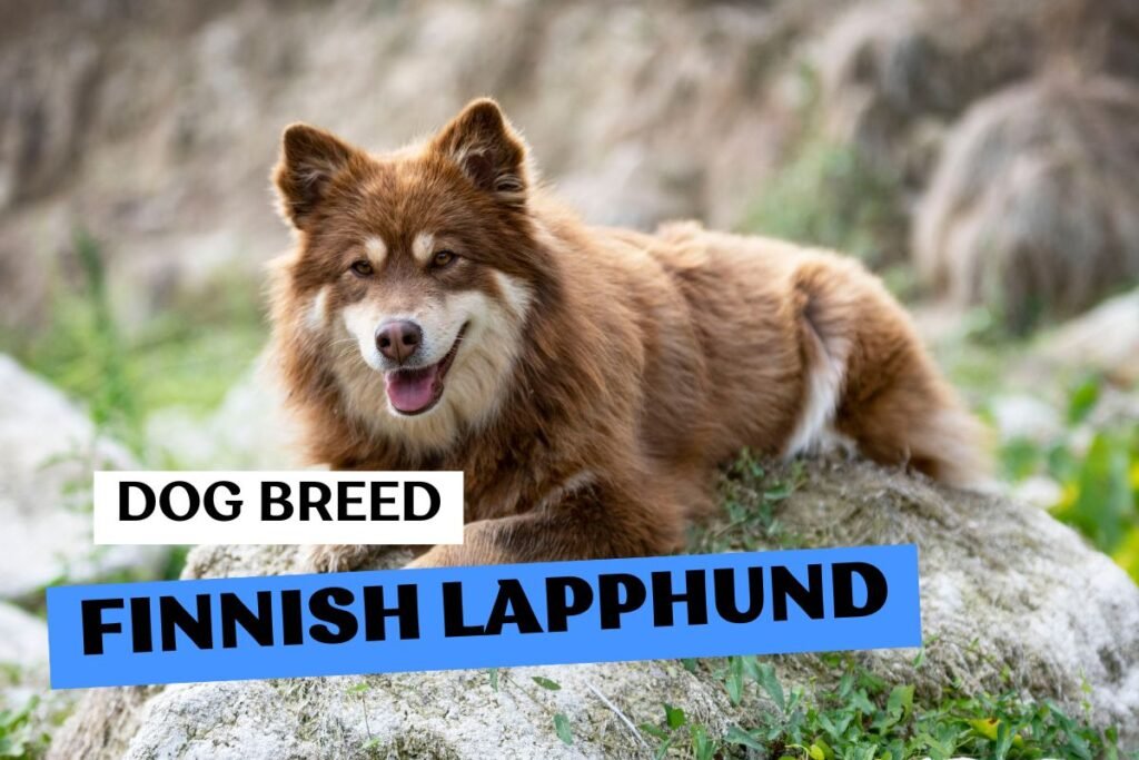 Dog Finnish Lapphund