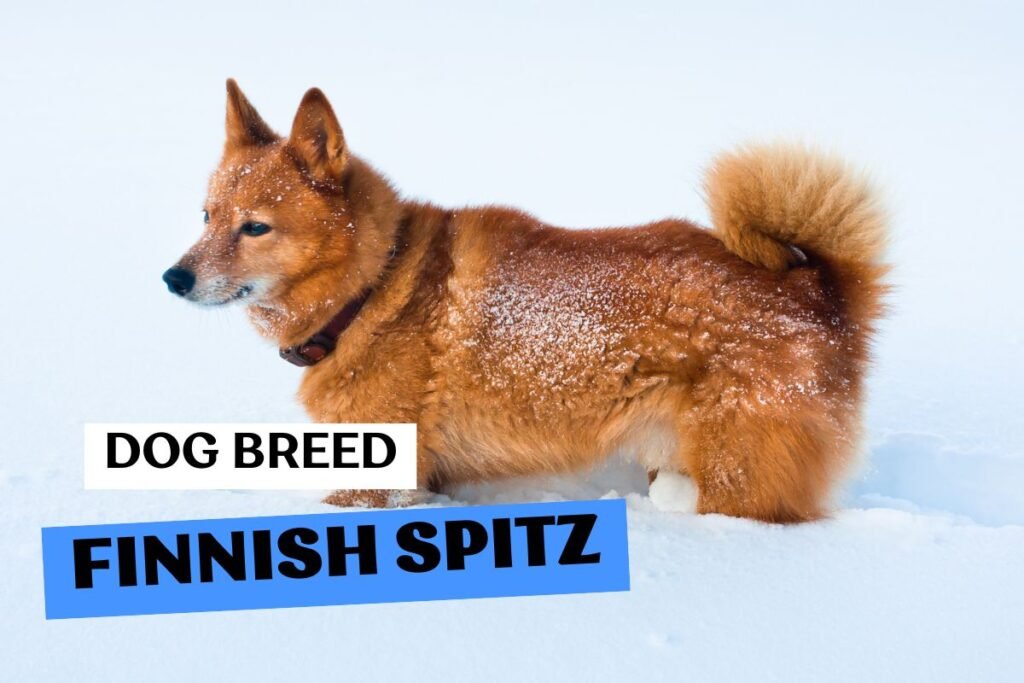 Dog Finnish Spitz