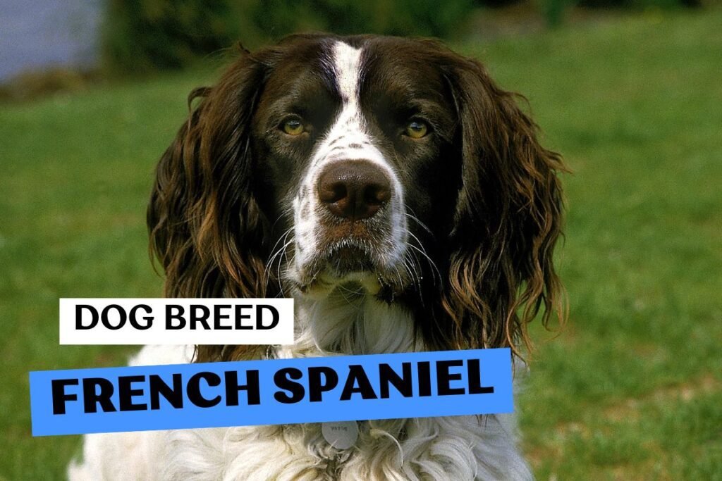 Dog French Spaniel