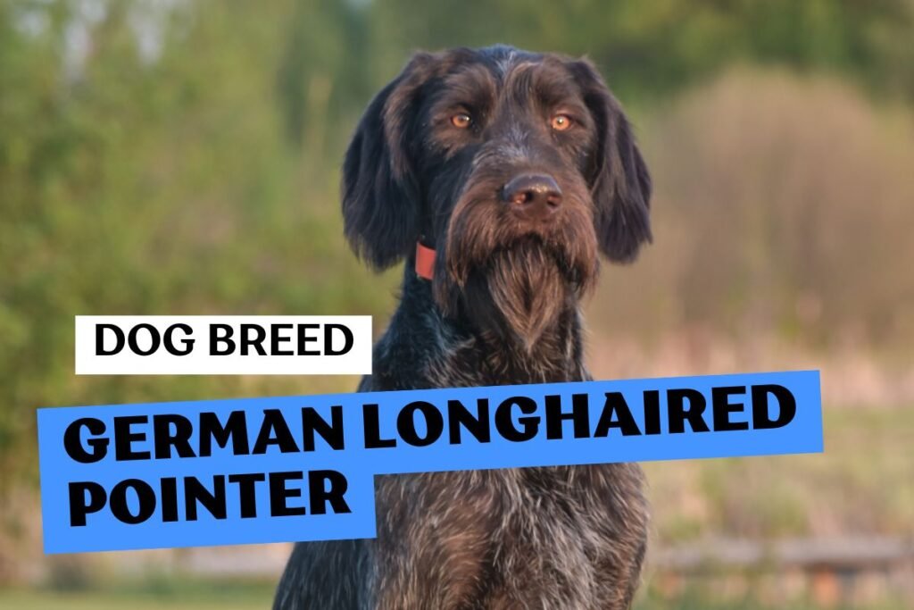 Dog German Longhaired Pointer