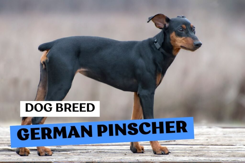 Dog German Pinscher
