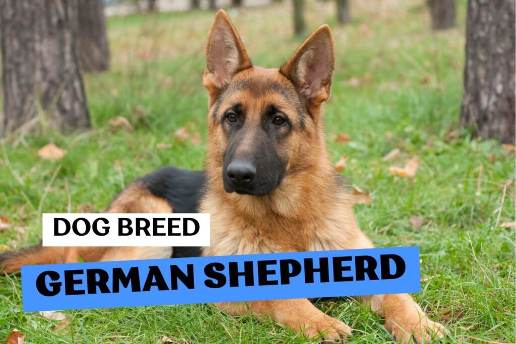 Dog German Shepherd