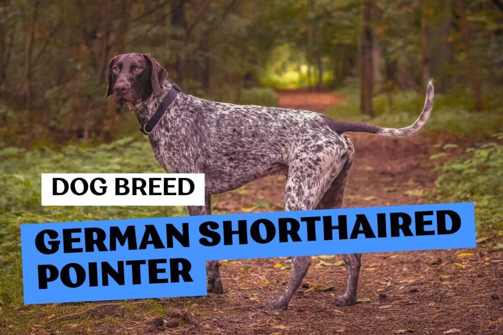 Dog German Shorthaired Pointer