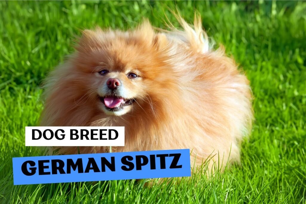 Dog German Spitz