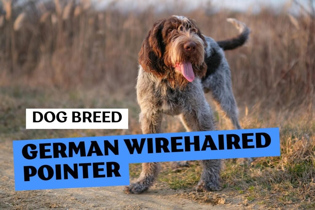Dog German Wirehaired Pointer