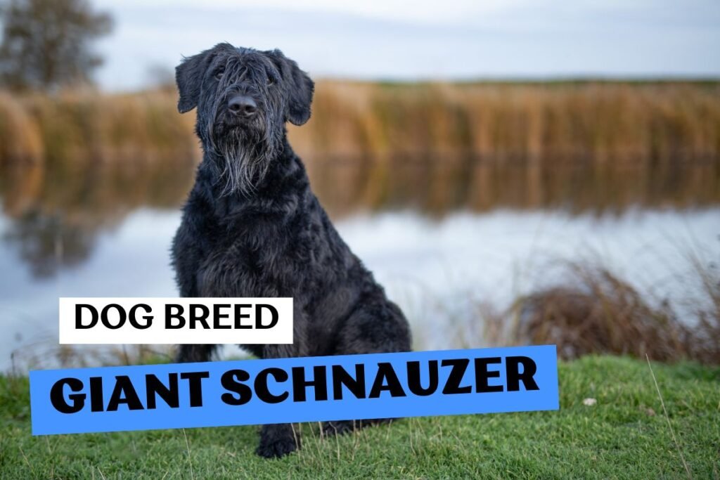 Dog Giant Schnauzer