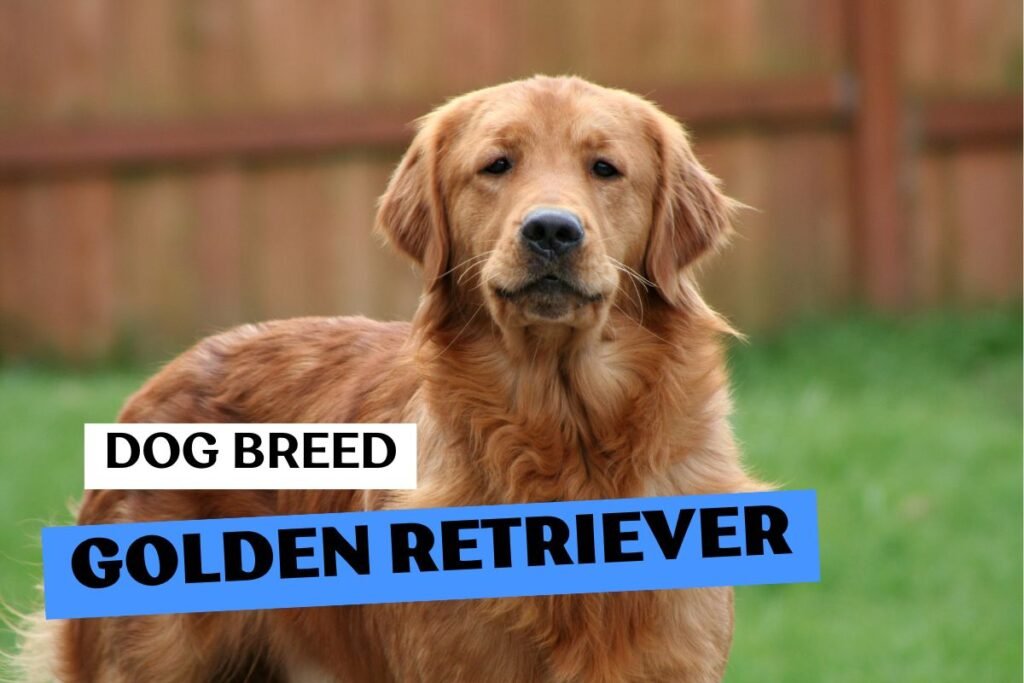 Dog Golden Retriever