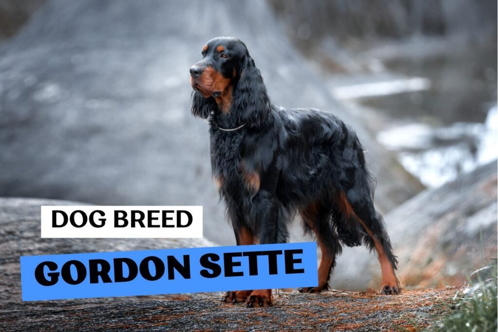 Dog Gordon Setter