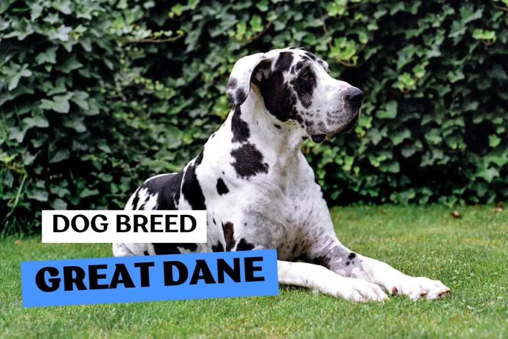 Dog Great Dane