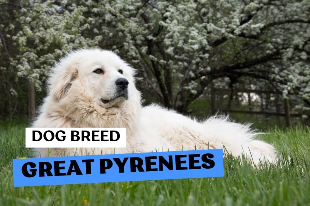 Dog Great Pyrenees