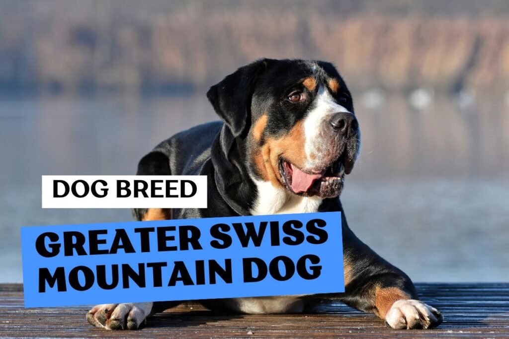 Dog Greater Swiss Mountain Dog