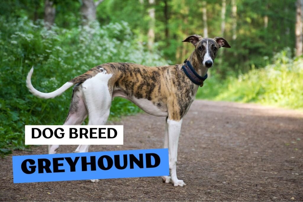 Dog Greyhound