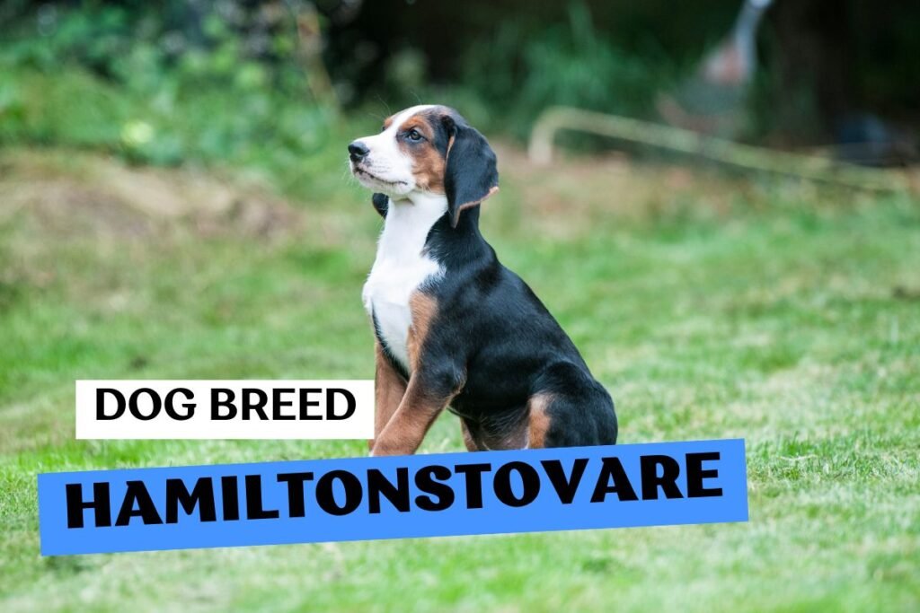 Dog Hamiltonstovare Puppy