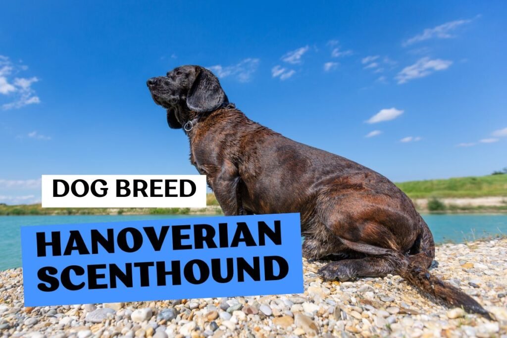 Dog Hanoverian Scenthound