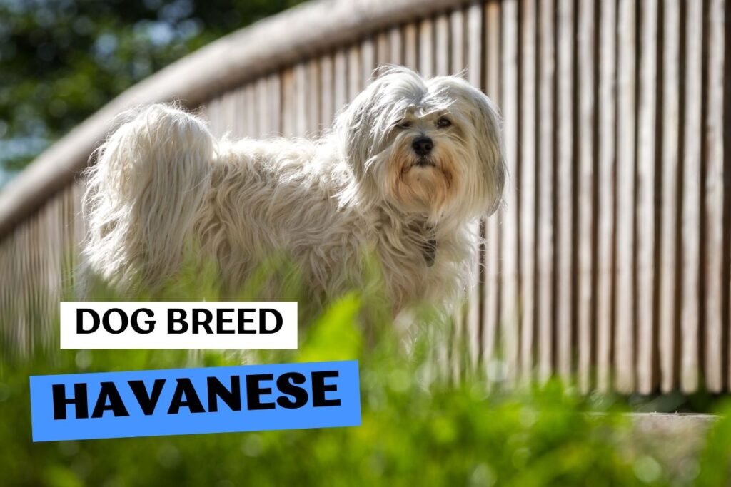 Dog Havanese