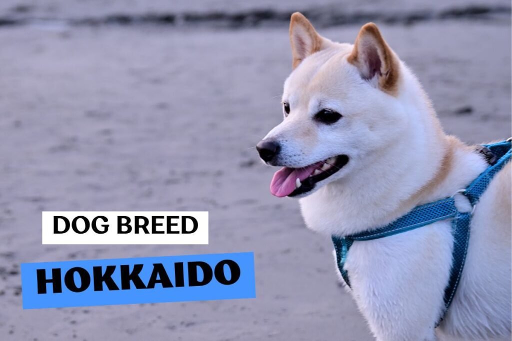 Dog Hokkaido