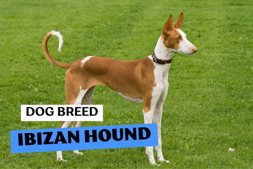 Dog Ibizan Hound
