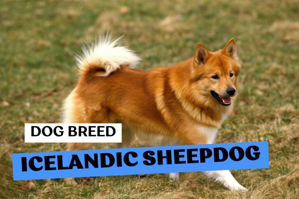 Dog Icelandic Sheepdog