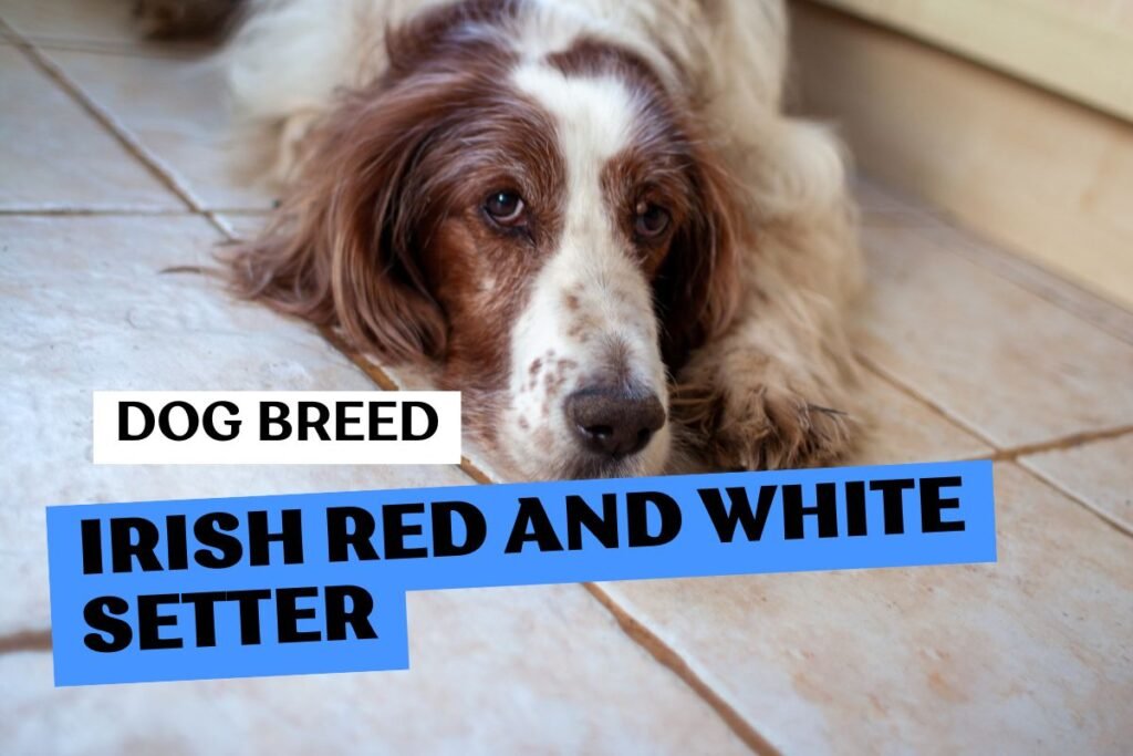 Dog Irish Red and White Setter