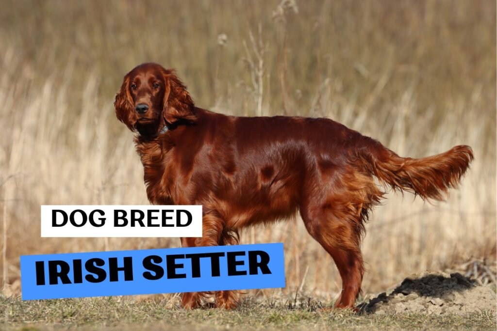 Dog Irish Setter