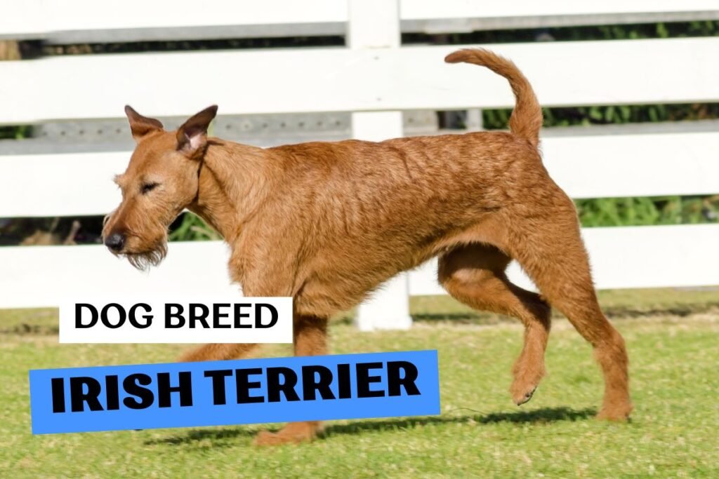 Dog Irish Terrier