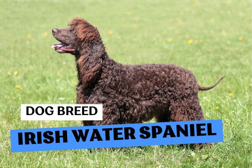 Dog Irish Water Spaniel