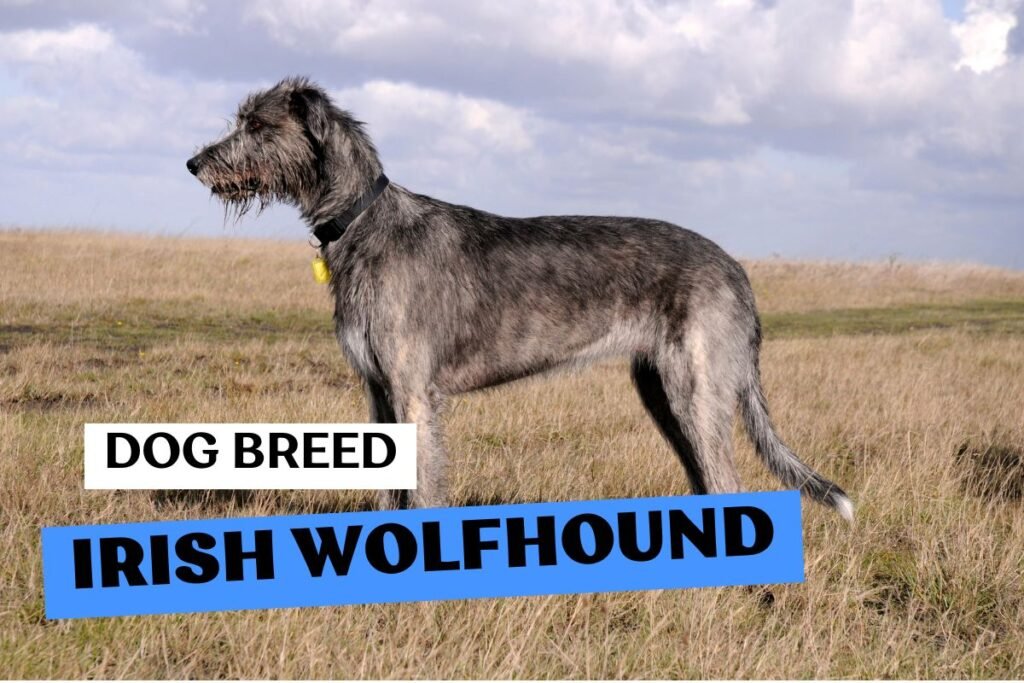 Dog Irish Wolfhound
