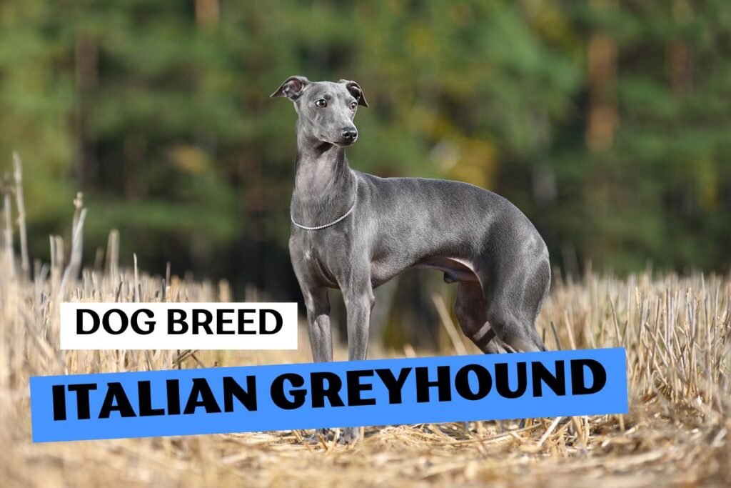 Dog Italian Greyhound