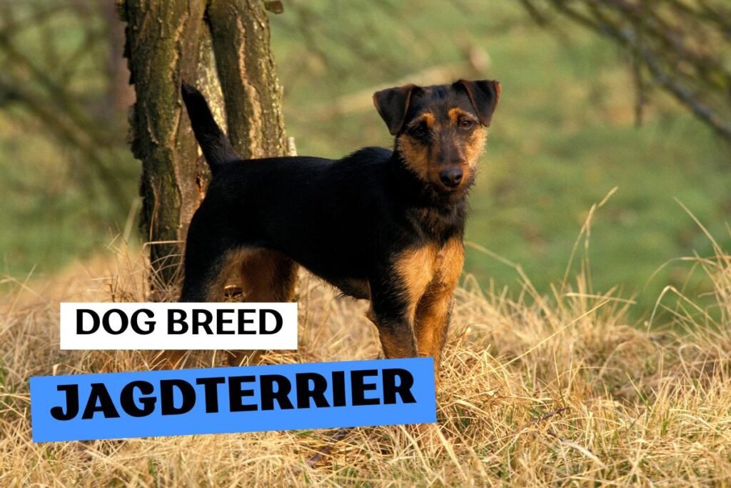 Dog Jagdterrier