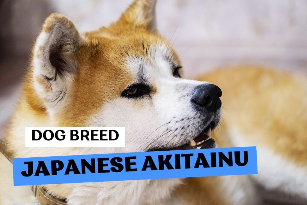 Dog Japanese Akitainu