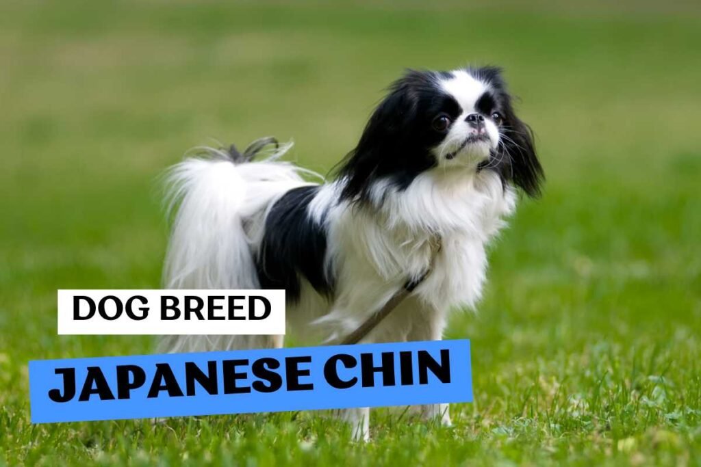 Dog Japanese Chin