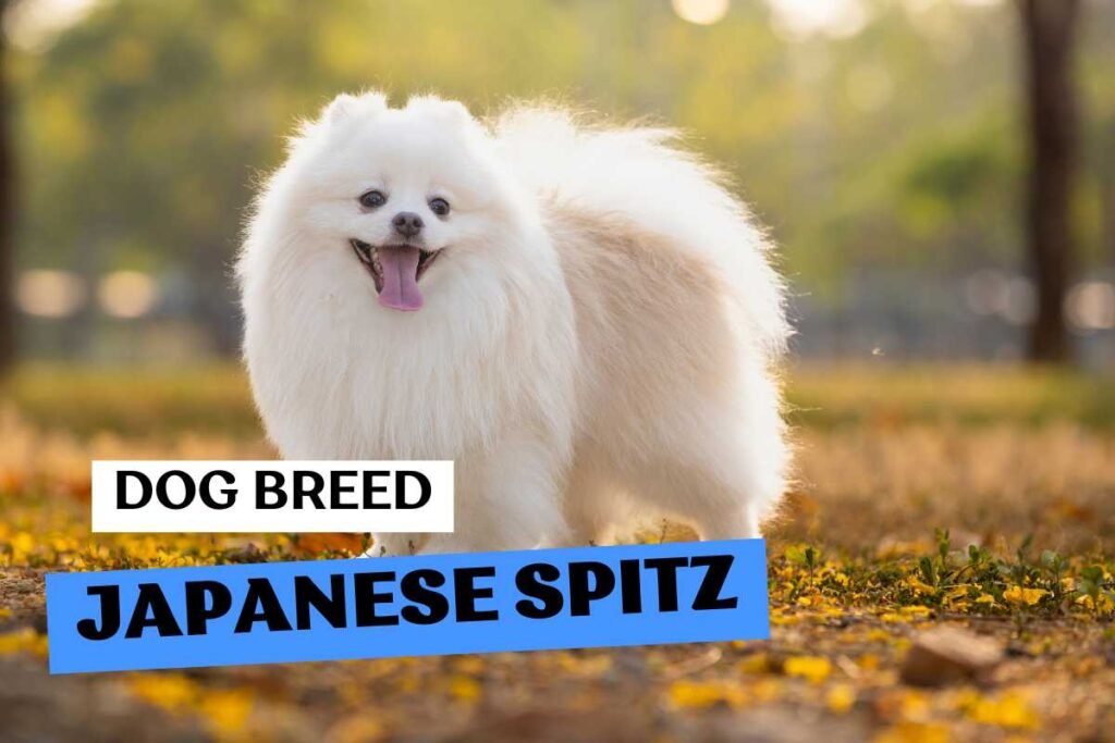 Dog Japanese Spitz