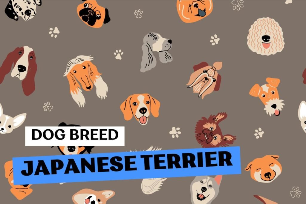 Fluffito_Dog_Breed_Japanese_Terrier_Info