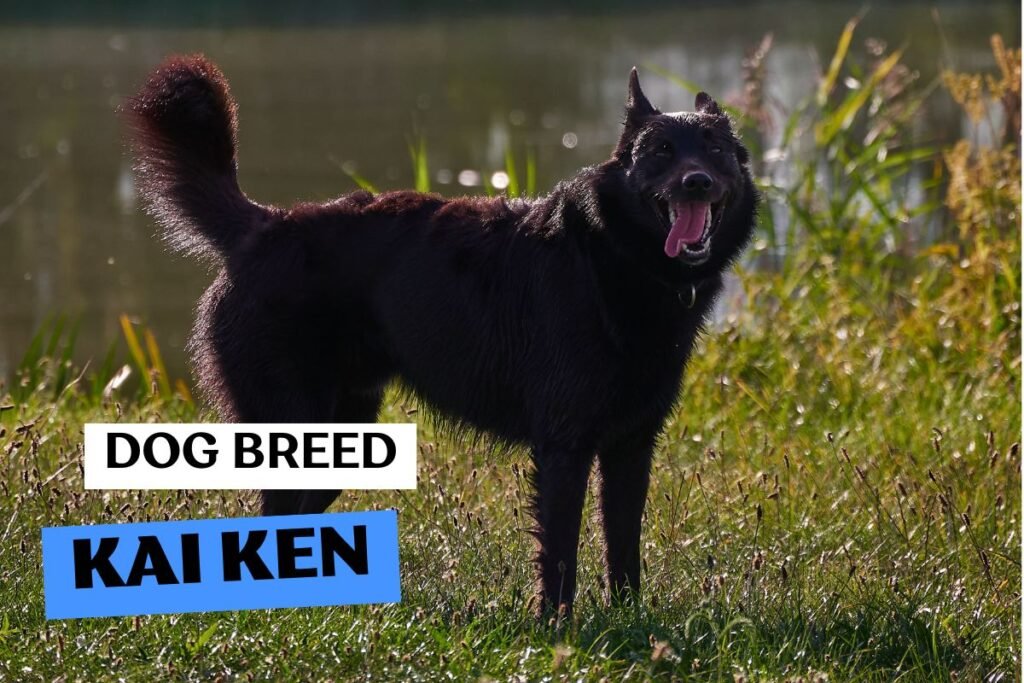 Dog Kai Ken
