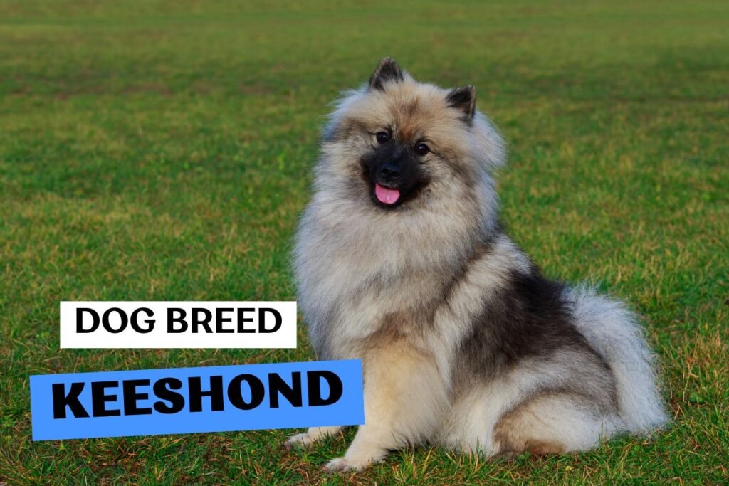 Dog Keeshond