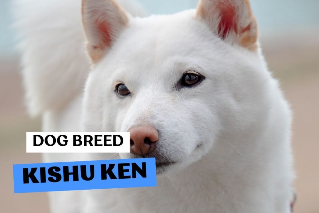 Dog Kishu Ken