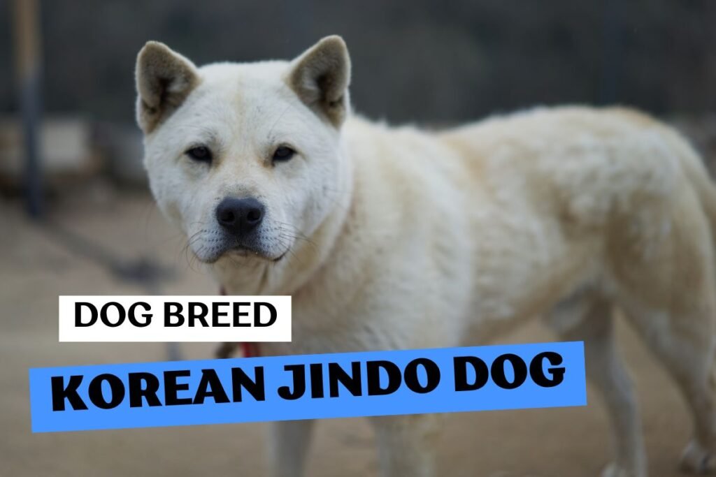Dog Korean Jindo Dog